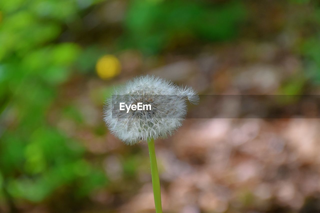 CLOSE-UP OF DANDELION FLOWER OUTDOORS