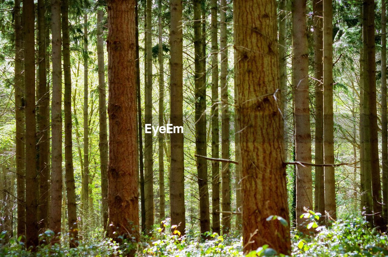 VIEW OF TREES IN FOREST