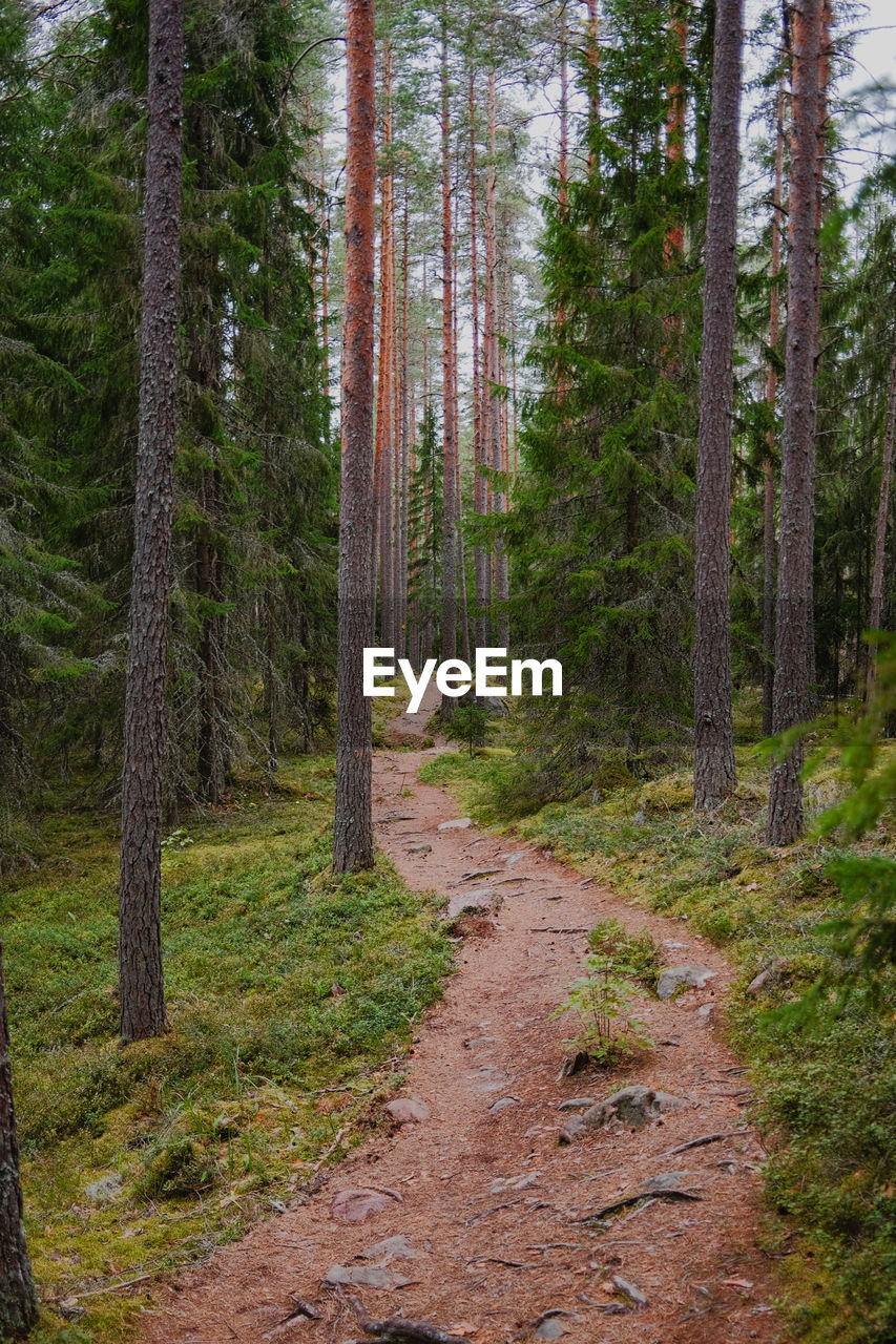 trees growing in forest