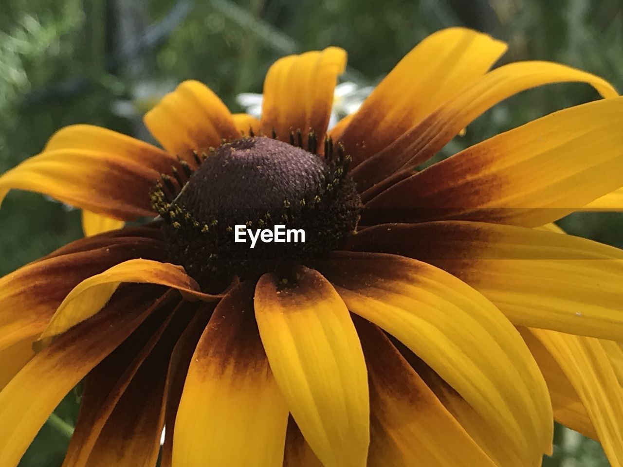 CLOSE-UP OF YELLOW POLLEN ON ORANGE FLOWER