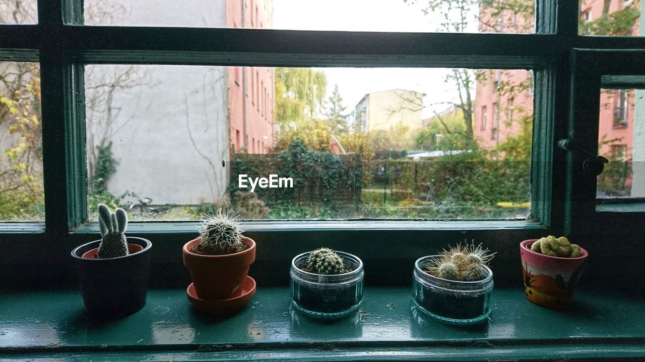CLOSE-UP OF POTTED PLANTS ON WINDOW