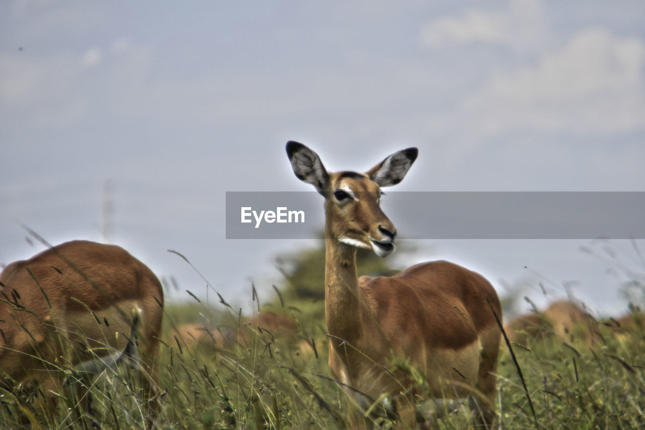 PORTRAIT OF DEER ON LAND