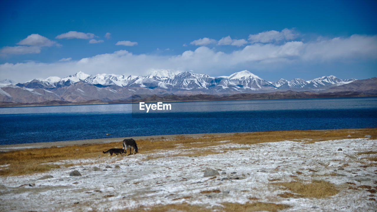 Scenic view of snowcapped mountains against sky dog and donkey playing