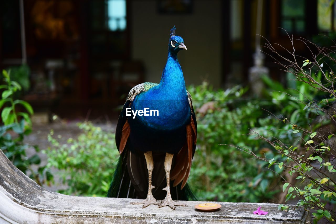 High angle view of a peacock