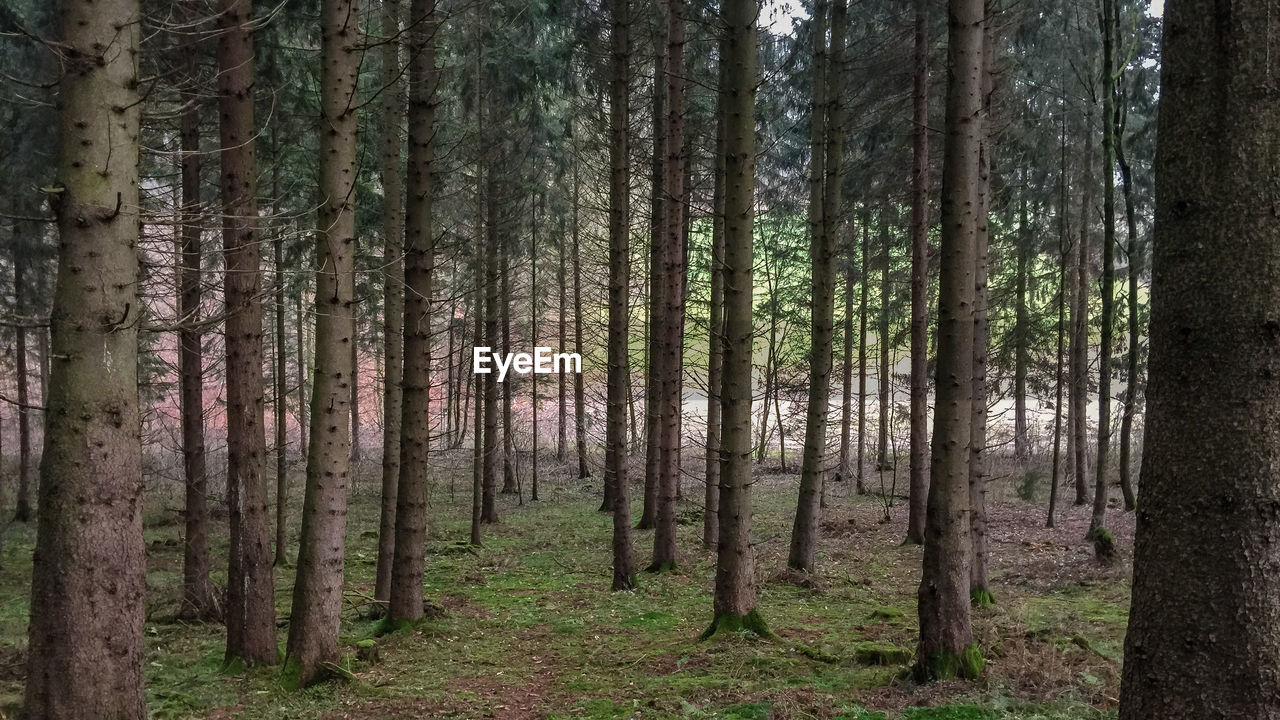 Pine trees in forest