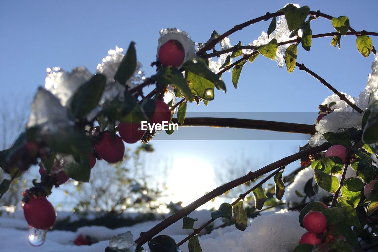 LOW ANGLE VIEW OF BERRIES ON TREE