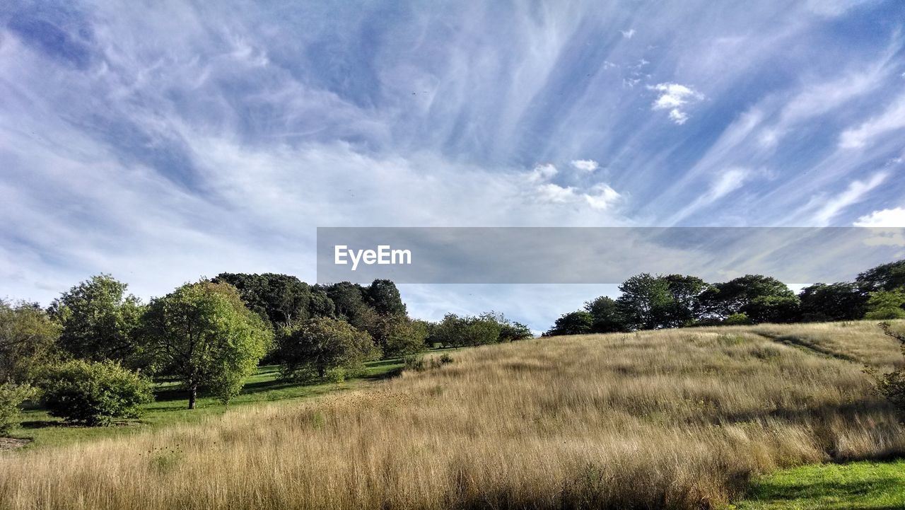 Trees on field against sky