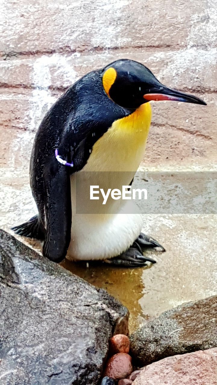 CLOSE-UP OF PENGUIN ON ROCK AGAINST WATER