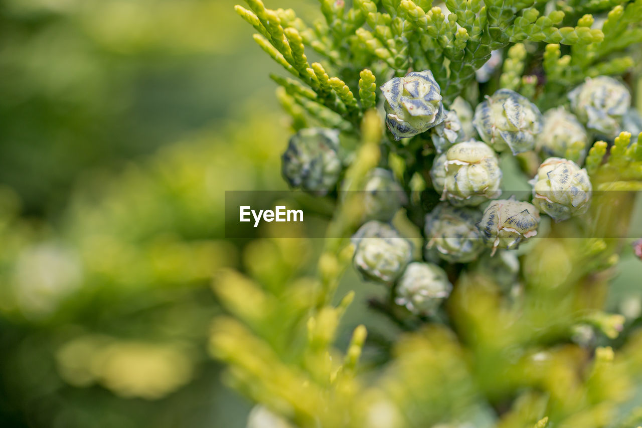 CLOSE-UP OF BERRIES GROWING ON TREE