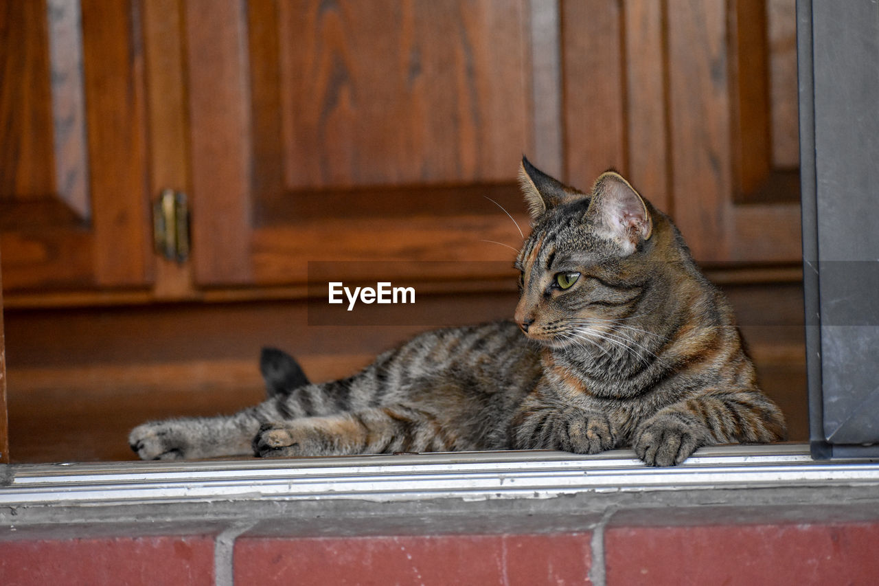 Cat resting in a doorway