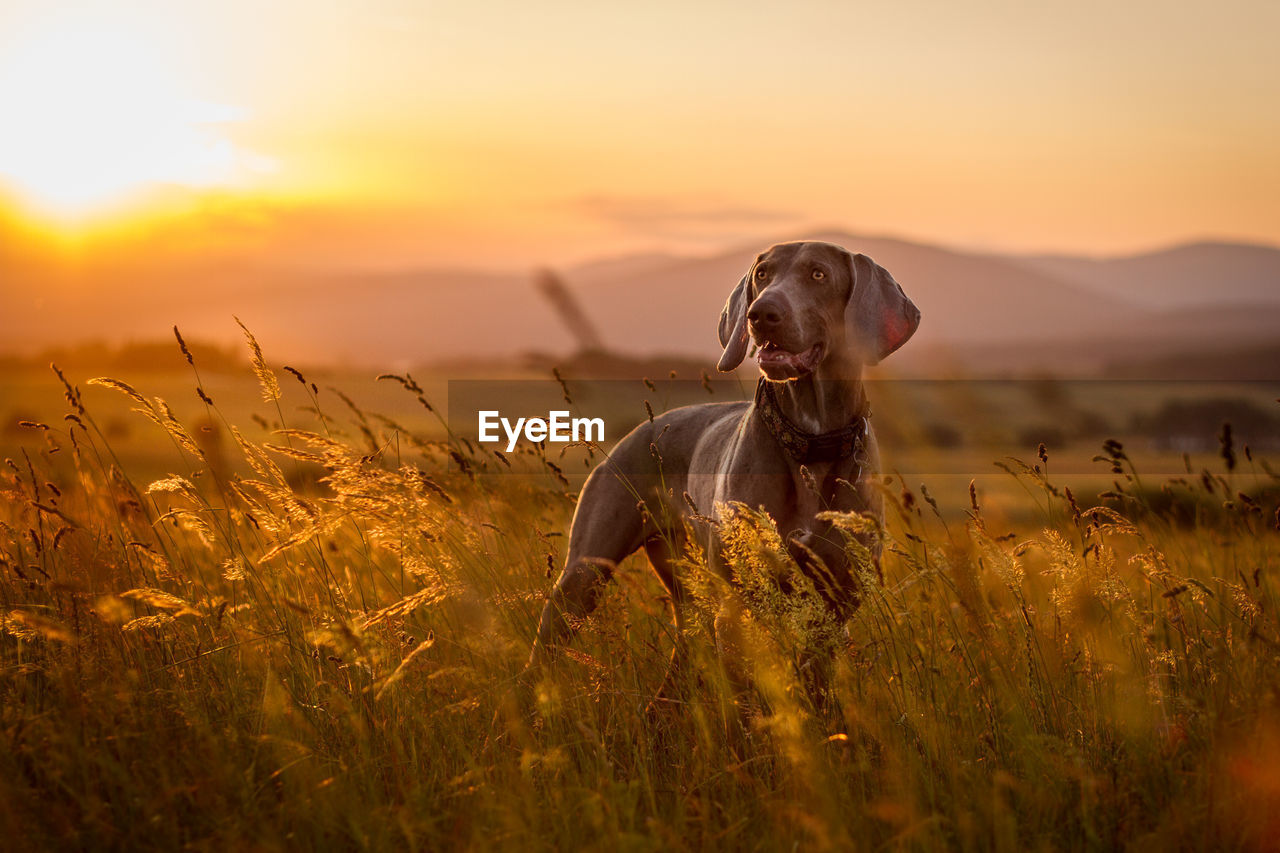 Dog on field during sunset