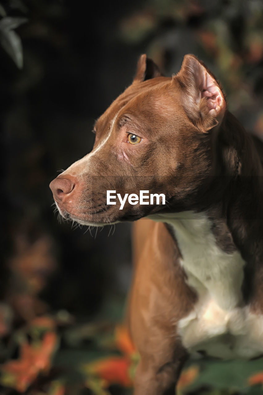 CLOSE-UP OF A DOG LOOKING AWAY OUTDOORS