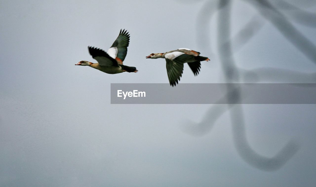 Low angle view of egyptian geese flying against sky