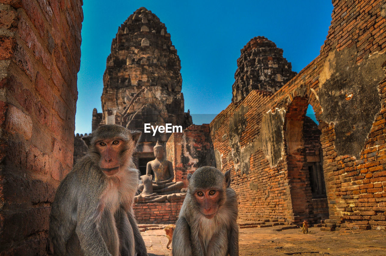 Monkeys in ancient temple