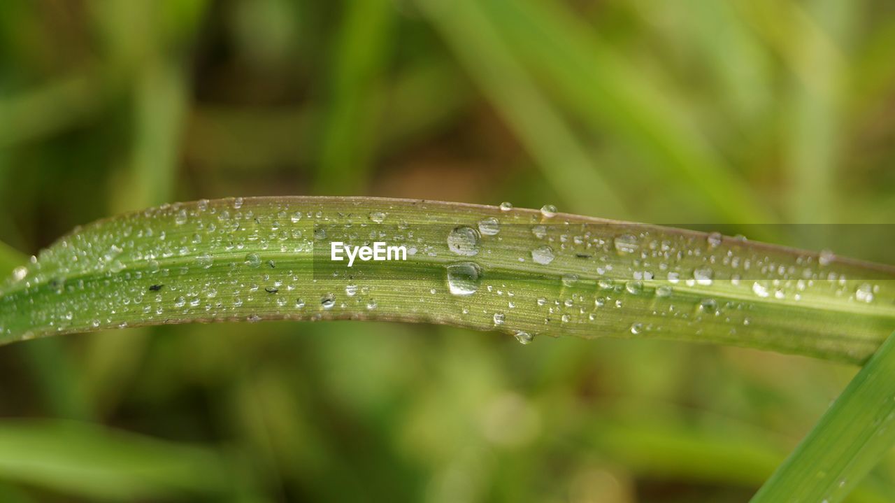 Close-up of water drops on grass against blurred background