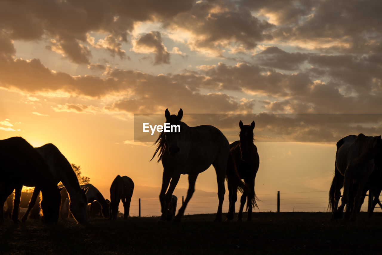 Horses grazing on landscape at sunset