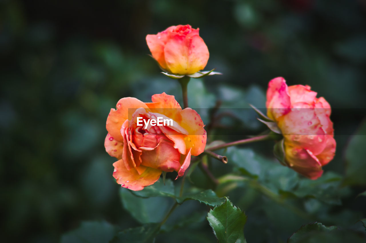 Close-up of pink rose plant