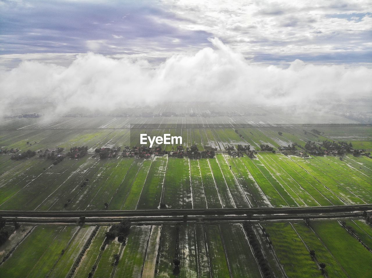 Aerial view of green paddy field