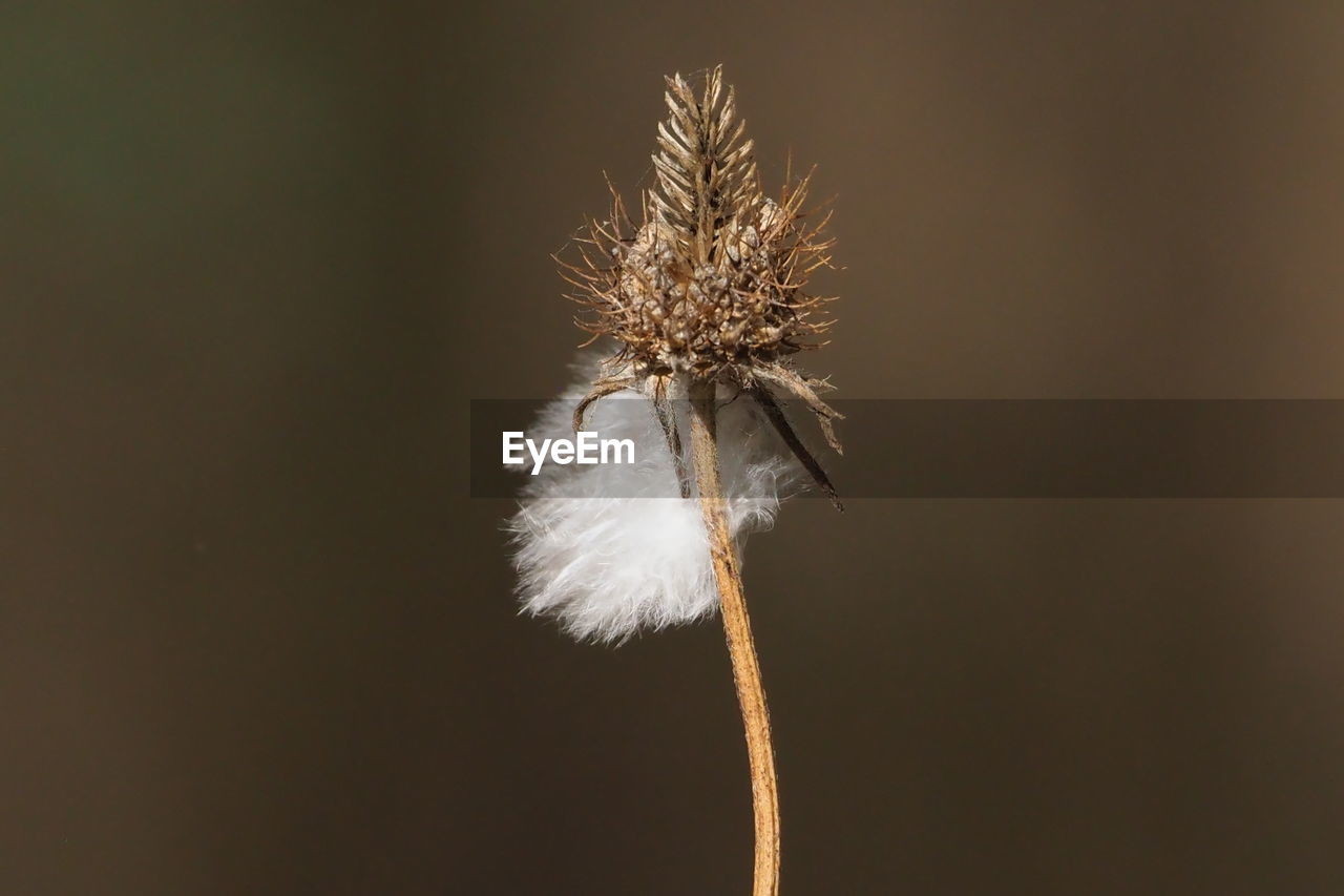 CLOSE-UP OF WILTED DANDELION AGAINST WHITE BACKGROUND