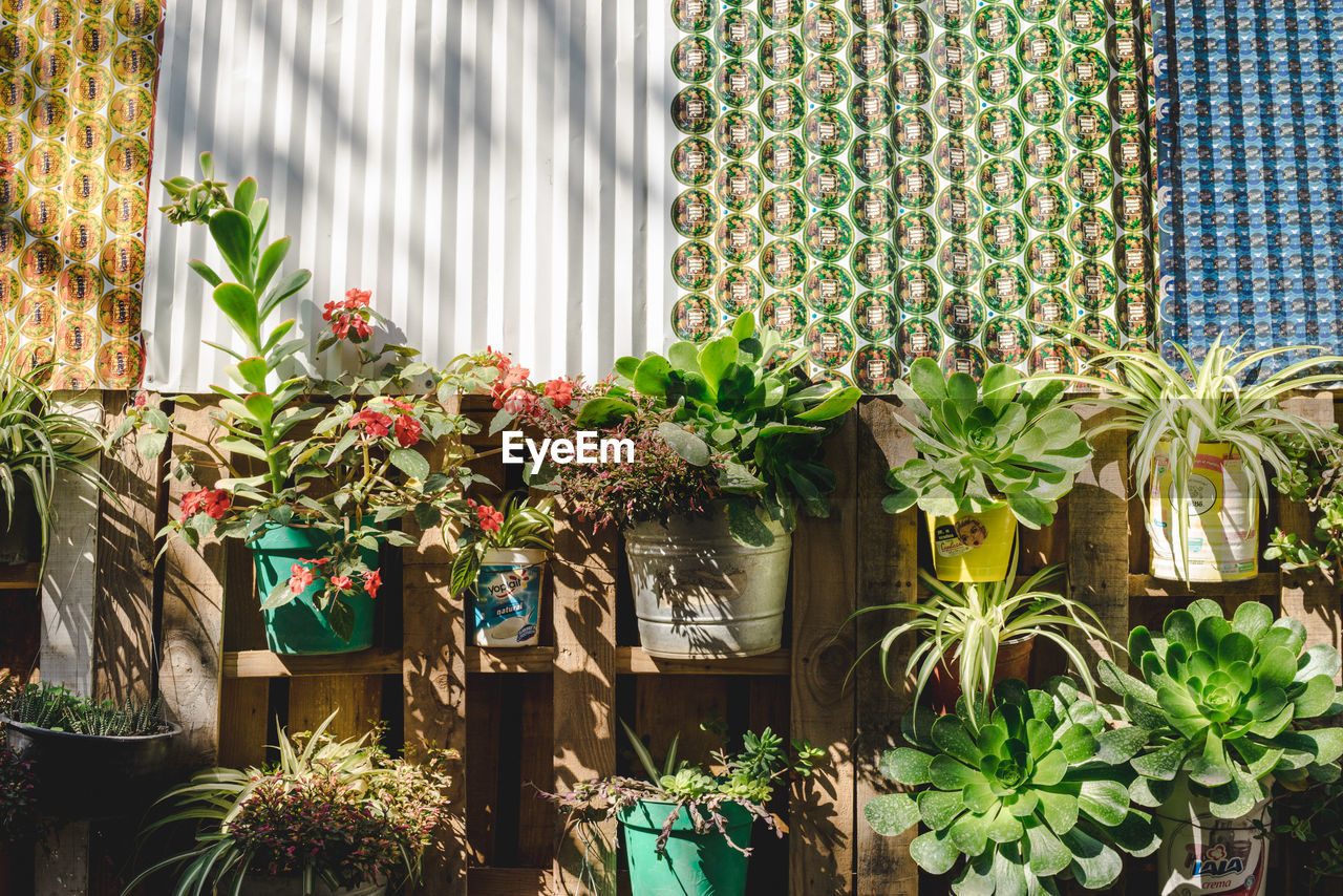 PLANTS IN GREENHOUSE