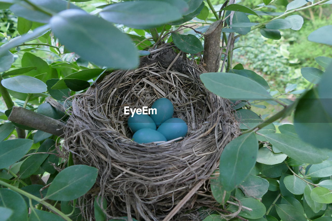 HIGH ANGLE VIEW OF BIRD NEST ON PLANTS