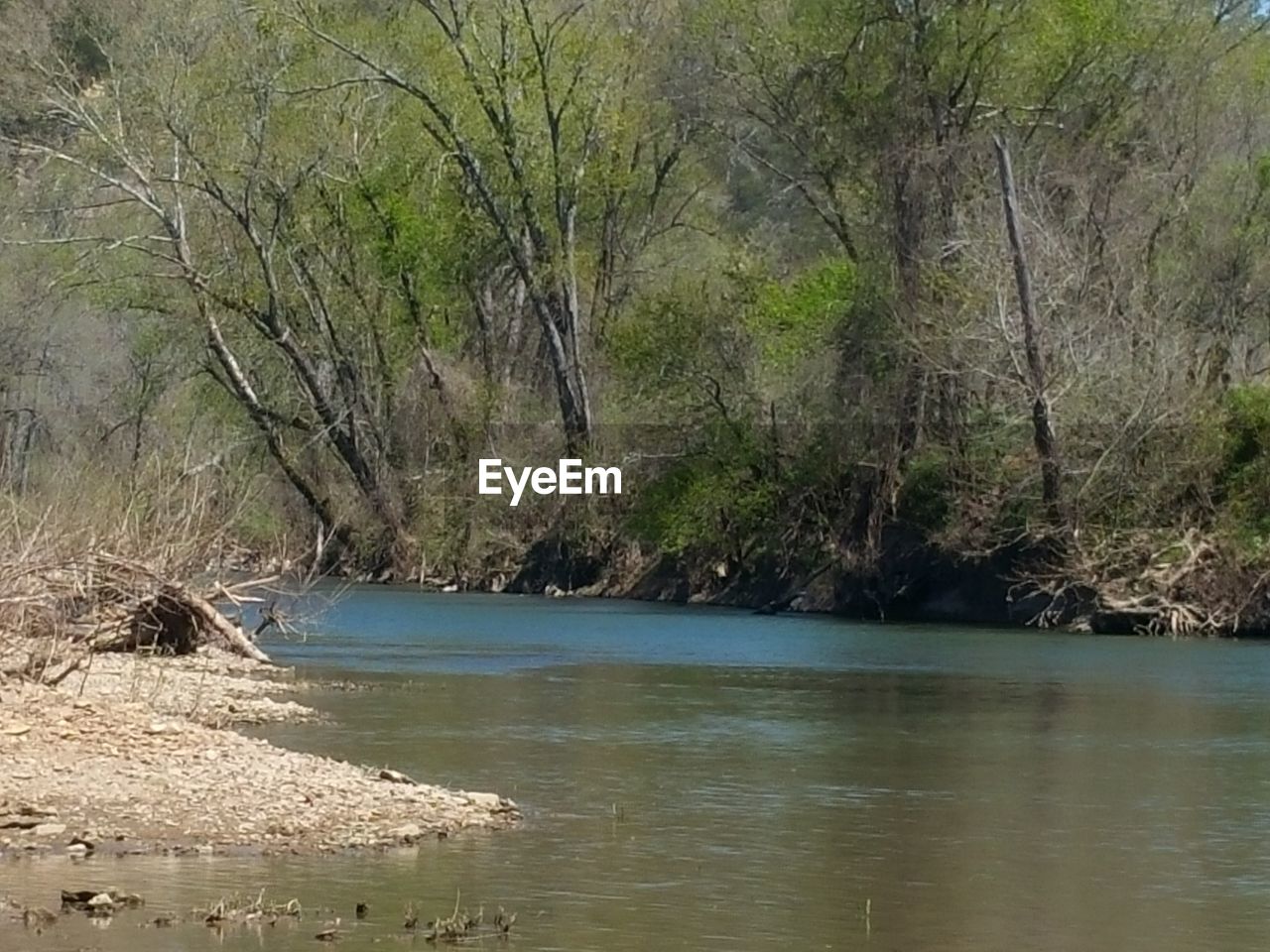 SCENIC VIEW OF RIVER IN FOREST