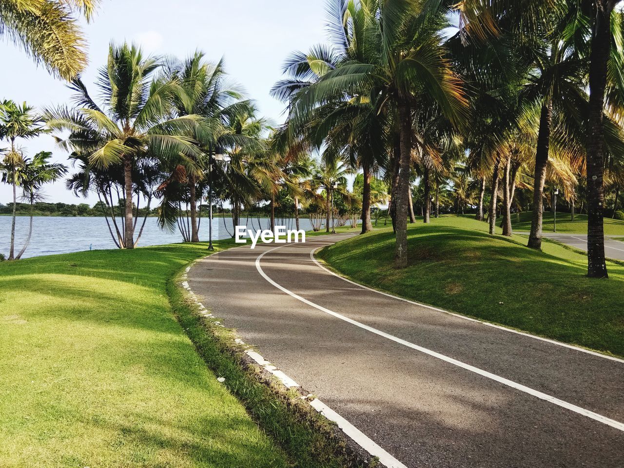 VIEW OF PALM TREES ALONG PLANTS