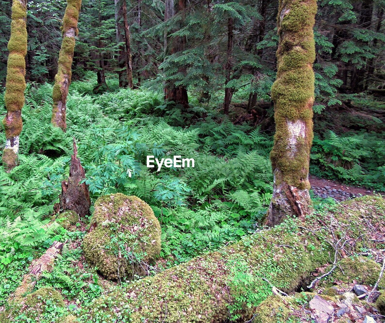 VIEW OF TREE TRUNKS IN FOREST