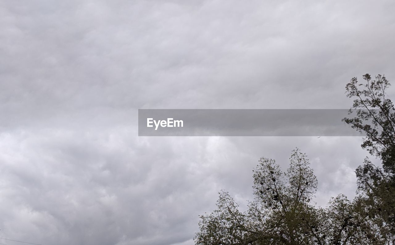 LOW ANGLE VIEW OF TREE AGAINST SKY