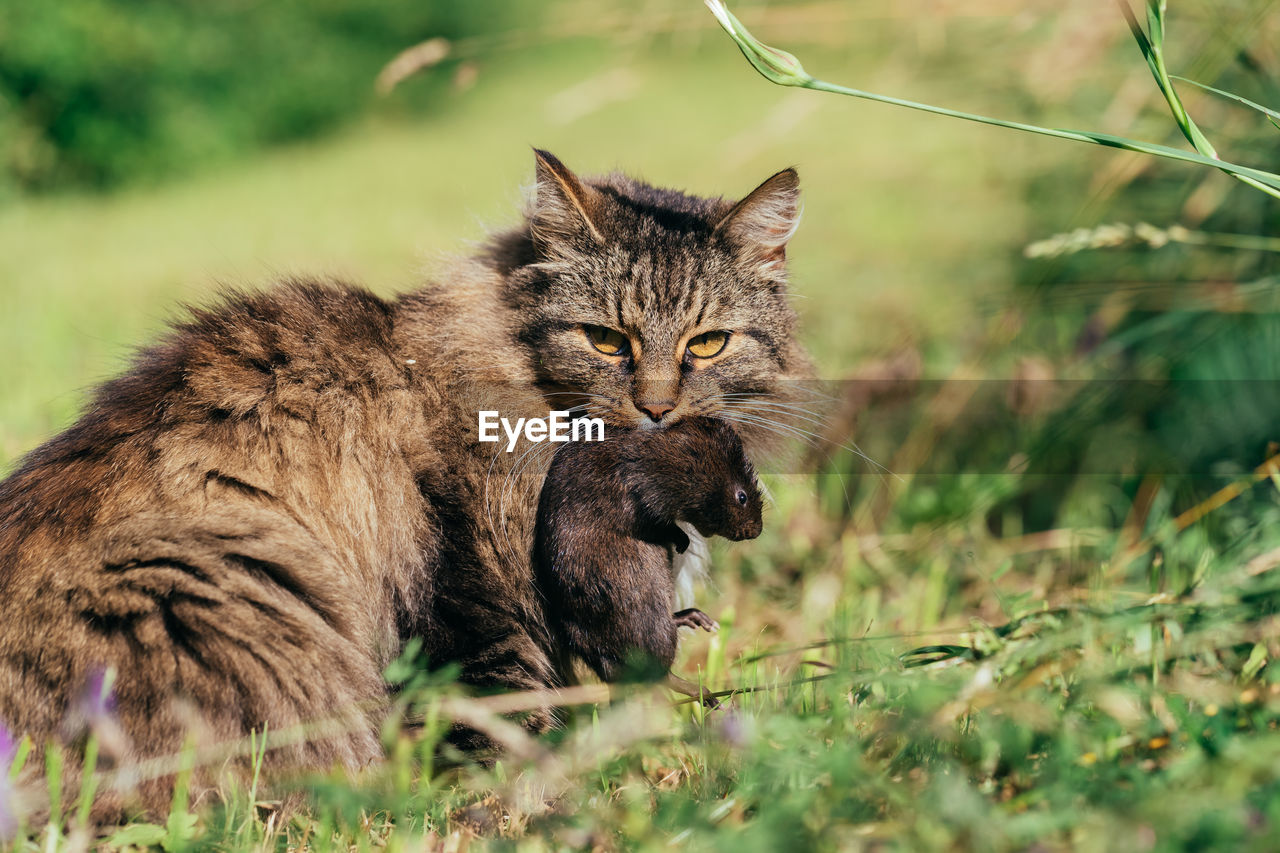 PORTRAIT OF A CAT IN A FIELD