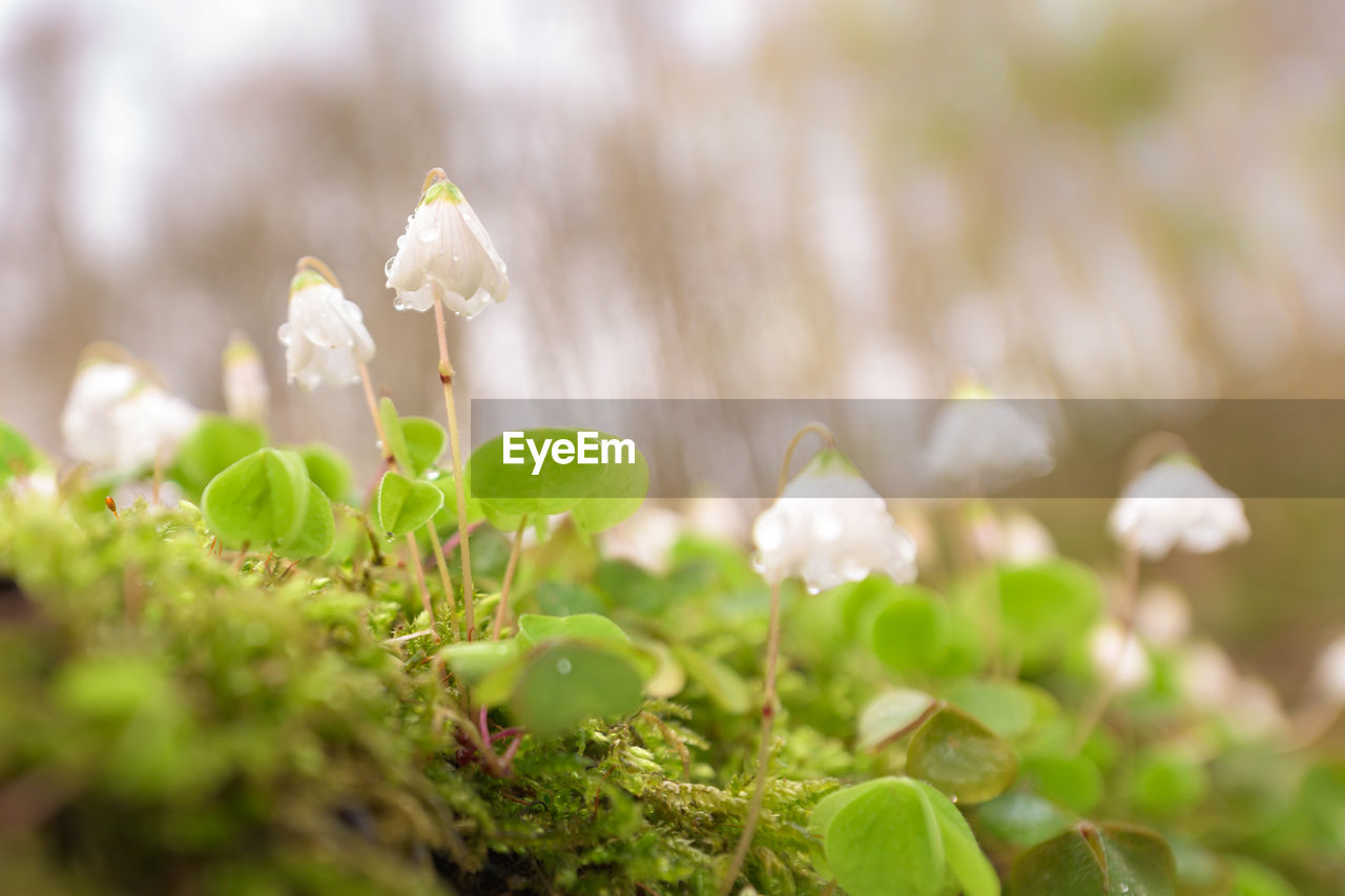 CLOSE-UP OF WHITE FLOWERING PLANTS