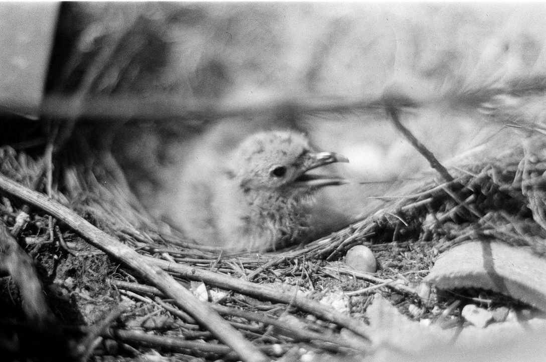 CLOSE-UP OF BIRD BY NEST