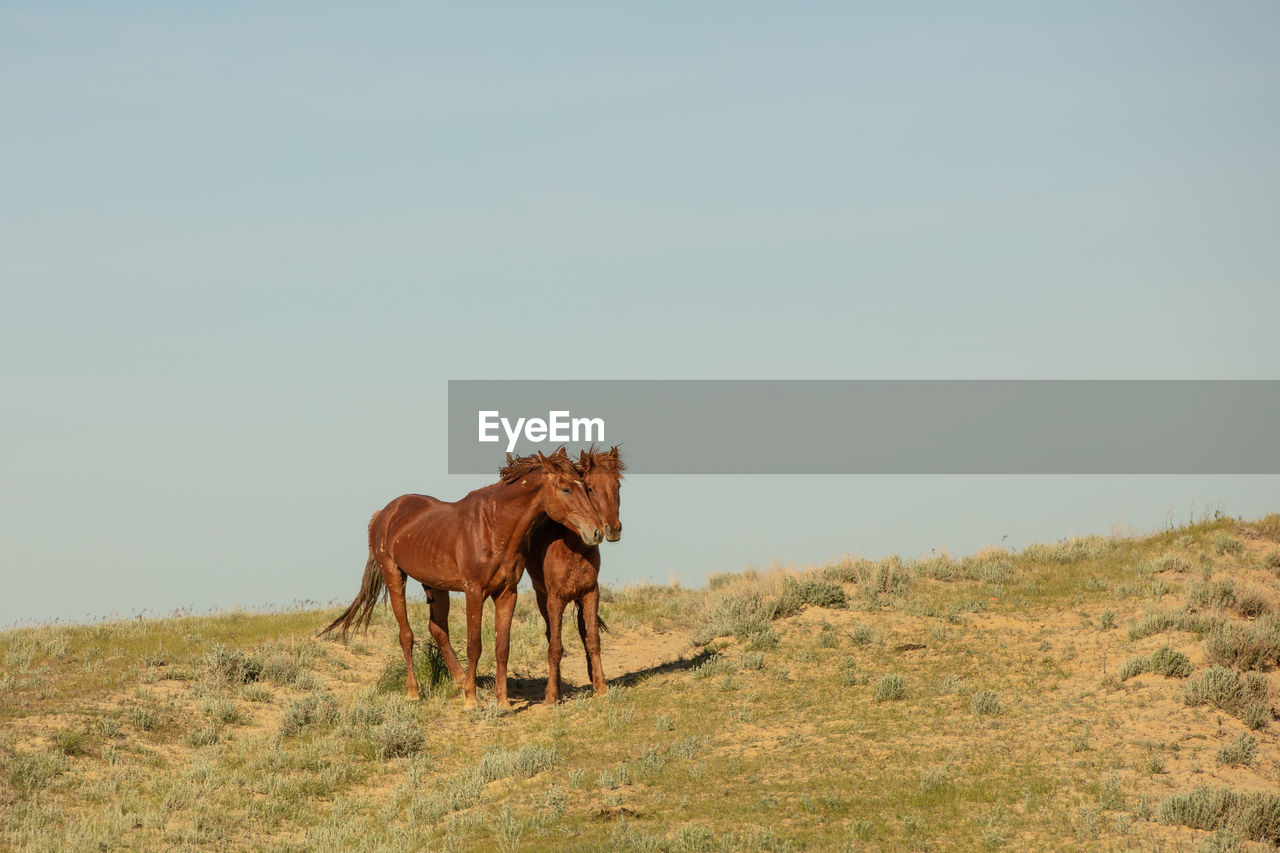 Horses frolic in the open air on a summer day .in the steppes of kazakhstan