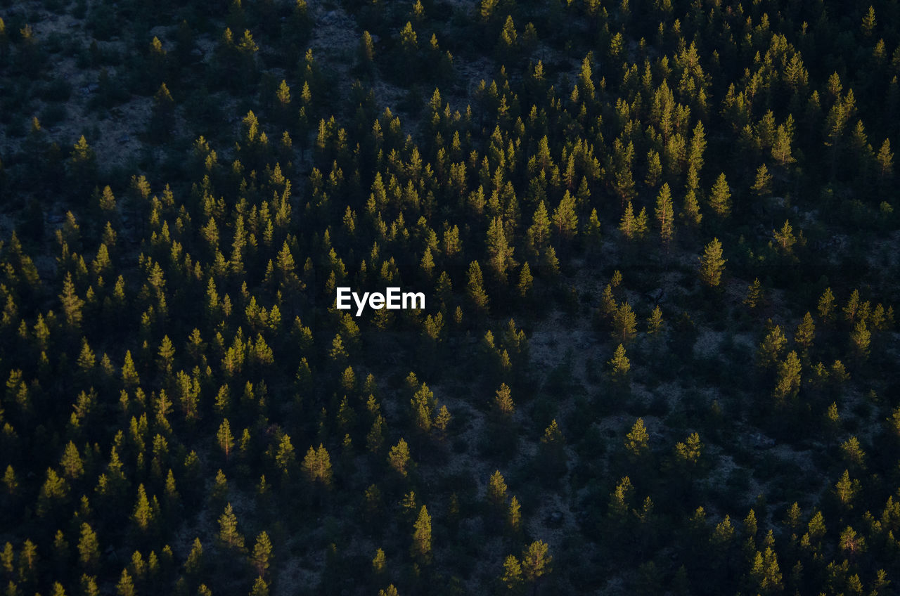 Full frame shot of trees growing in forest