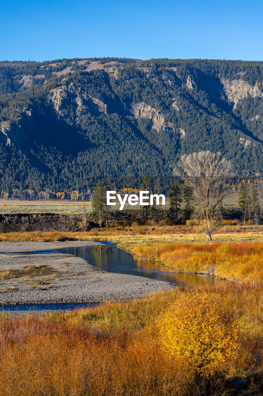 Brilliant autumn colors surround lamar river in lamar valley