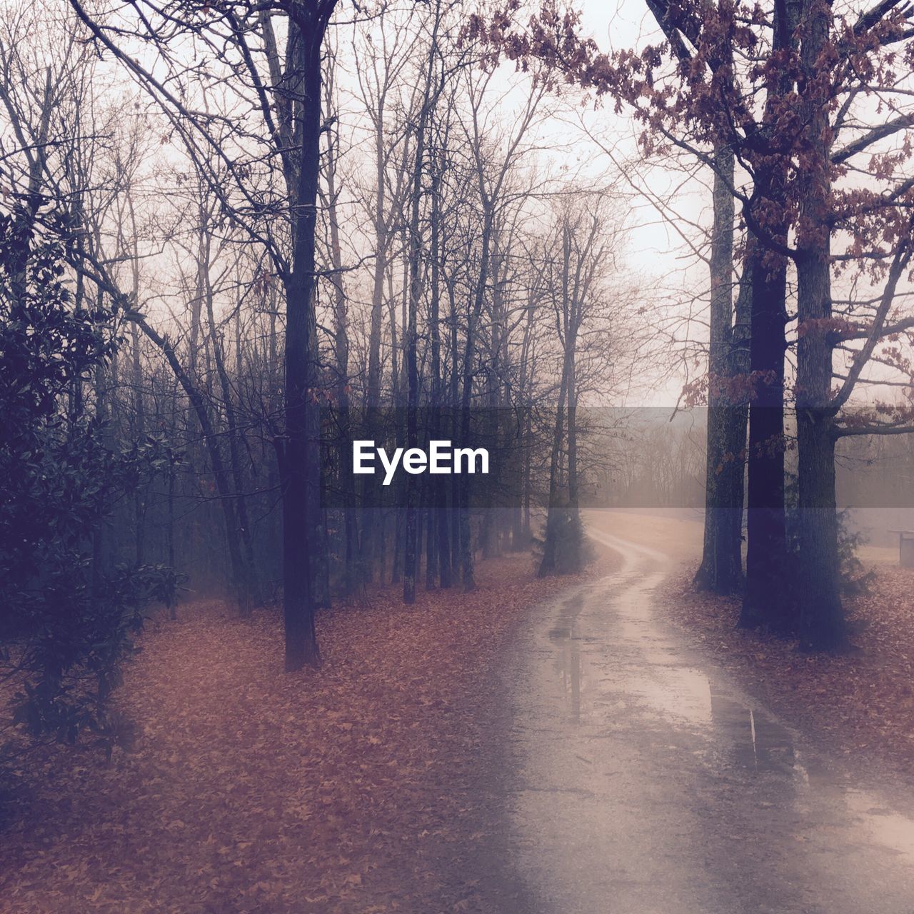 Trees in forest during winter