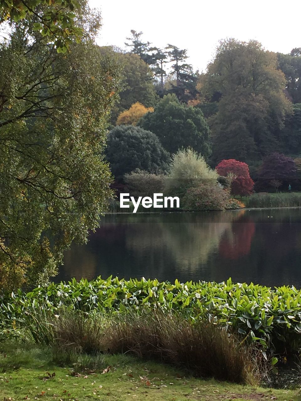 SCENIC VIEW OF LAKE BY TREES IN FOREST AGAINST SKY