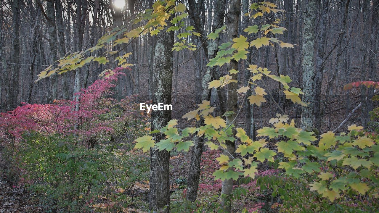 SCENIC VIEW OF FLOWERING PLANTS ON LAND