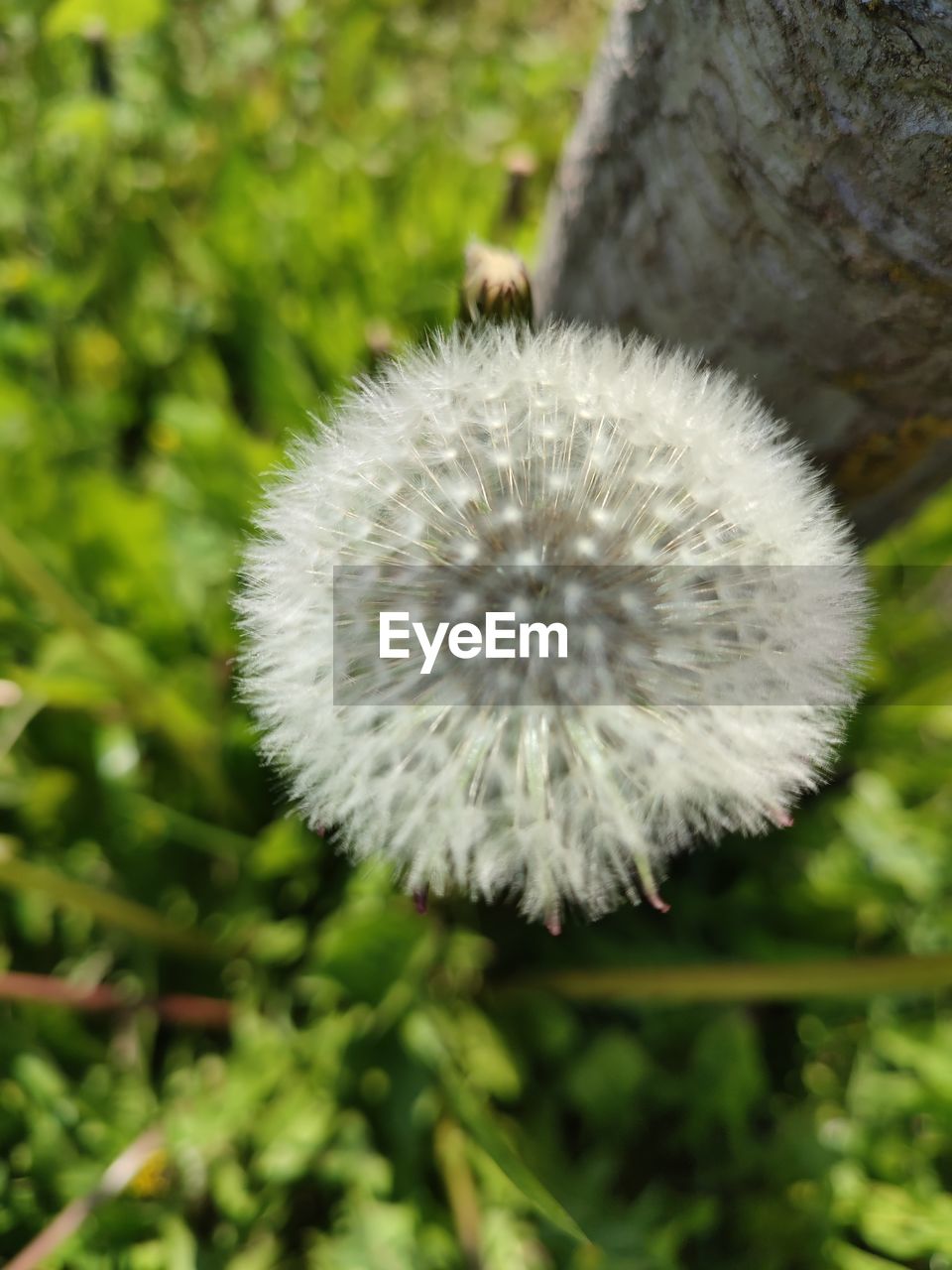 plant, flower, flowering plant, freshness, close-up, nature, beauty in nature, growth, fragility, dandelion, focus on foreground, no people, white, day, inflorescence, flower head, outdoors, wildflower, grass, softness, green