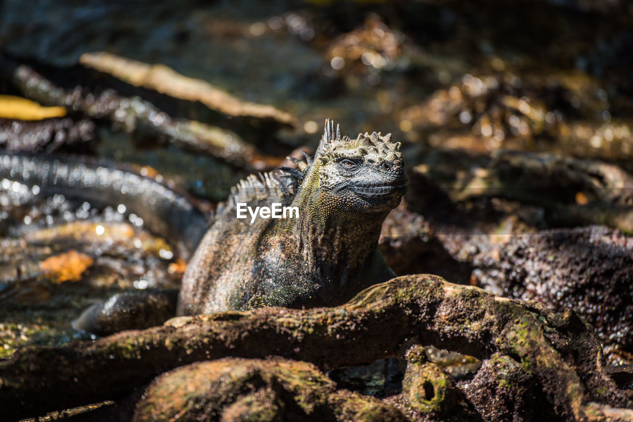 Close-up of marine iguana on roots
