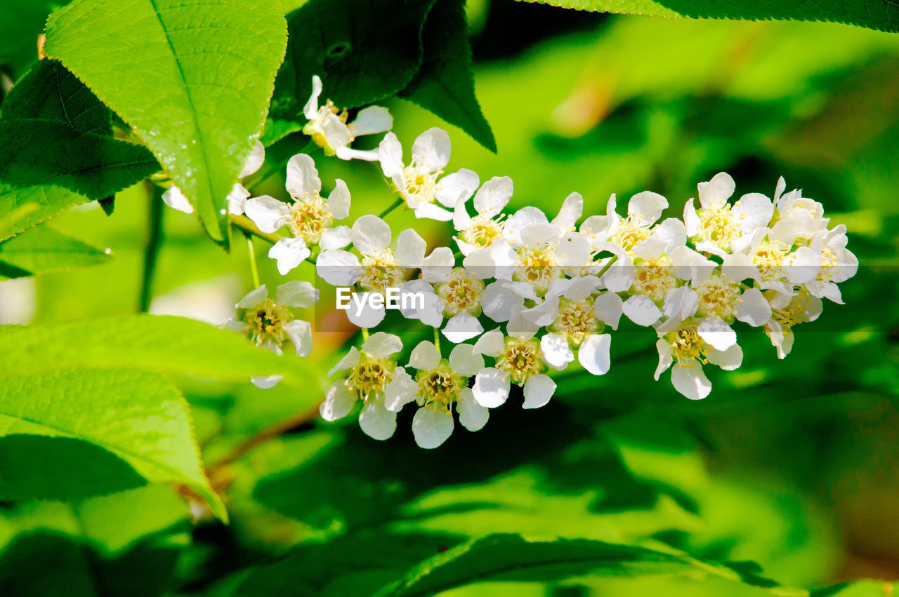 CLOSE-UP OF FLOWERS BLOOMING OUTDOORS