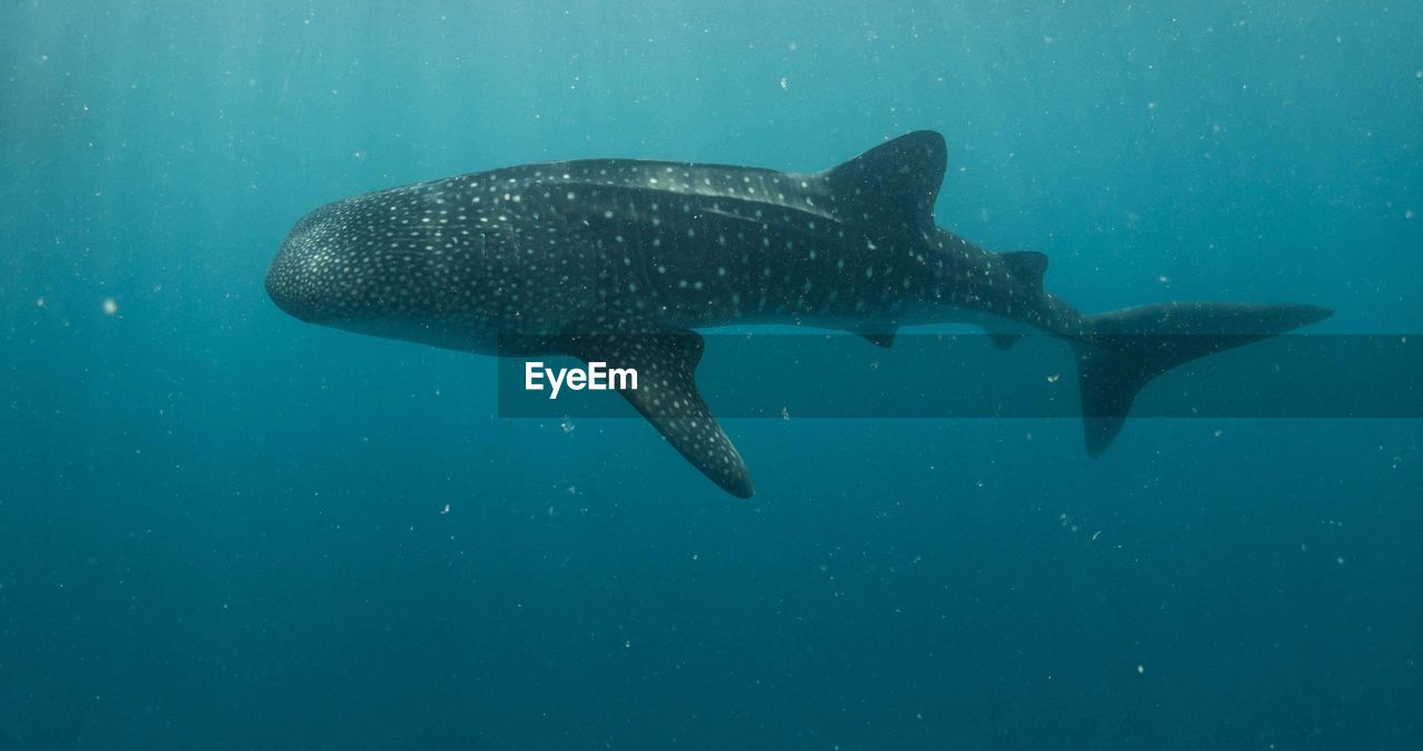 Whale shark swimming in sea