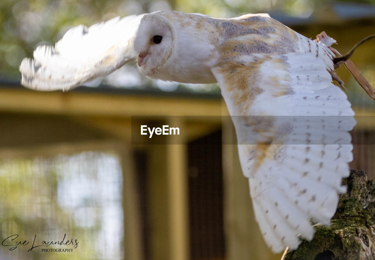 CLOSE-UP OF BIRD