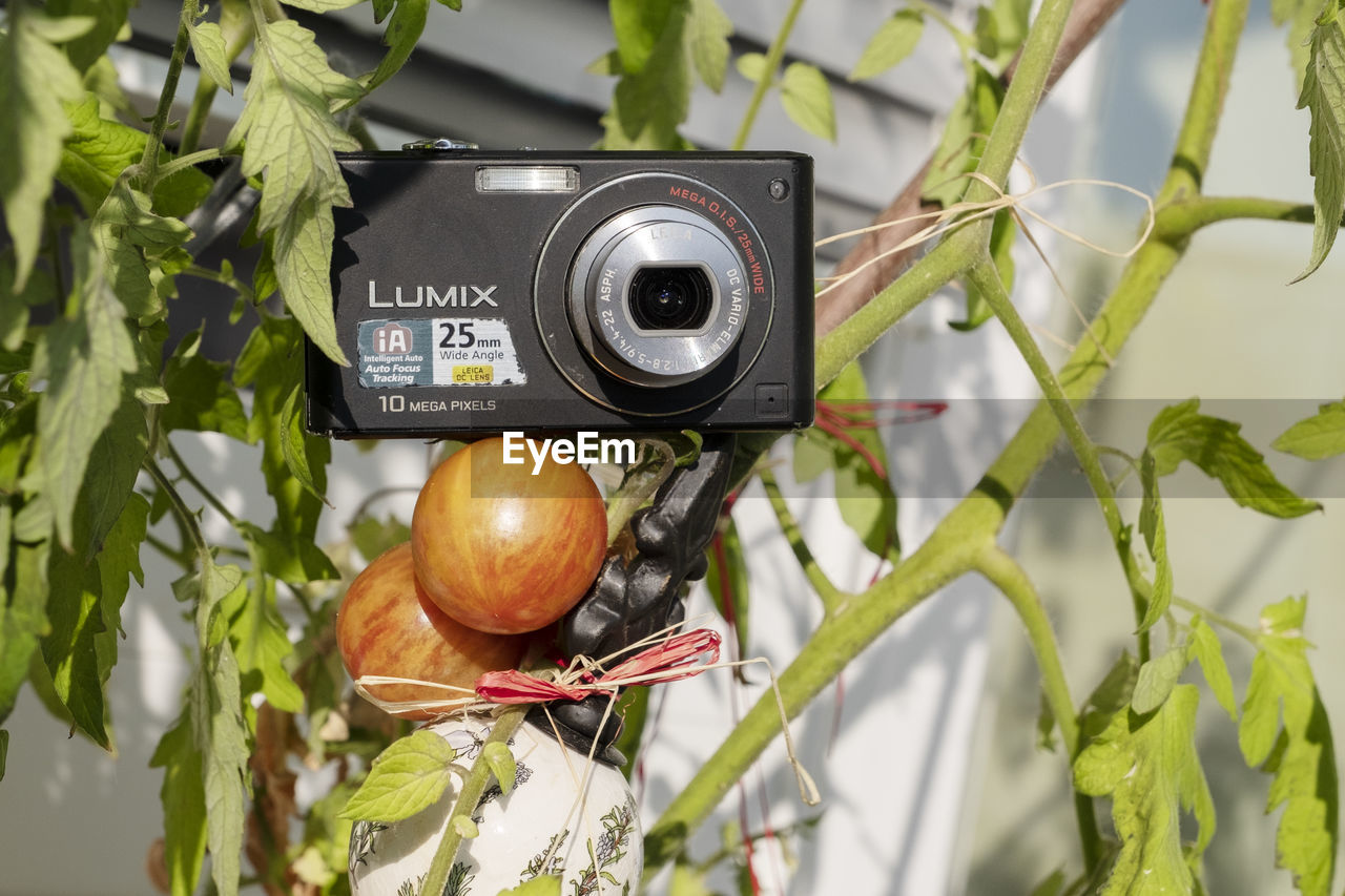 CLOSE-UP OF CAMERA ON PLANT AGAINST RED WINE AND PLANTS