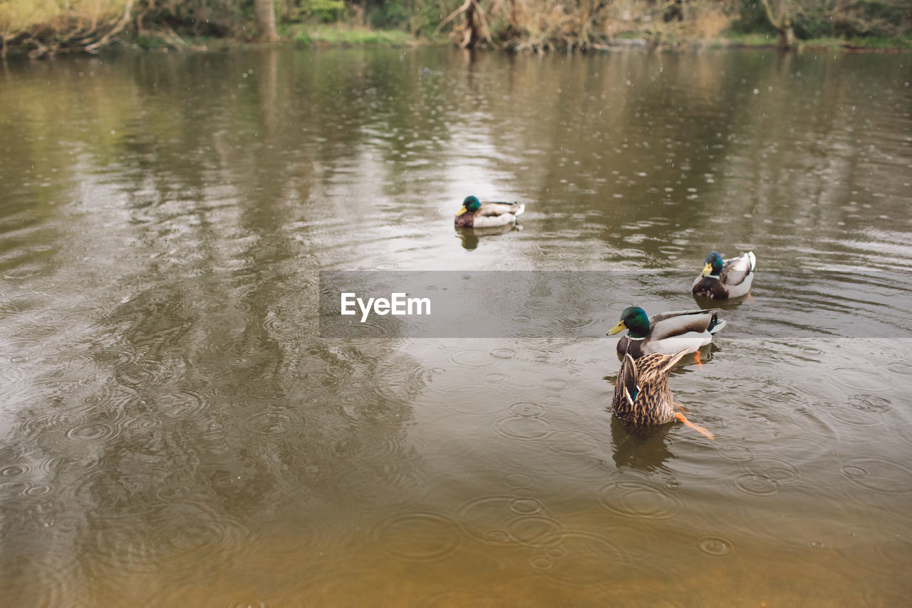 water, duck, animal themes, animal, lake, nature, bird, animal wildlife, wildlife, swimming, group of animals, reflection, poultry, day, water bird, men, high angle view, outdoors, beauty in nature, ducks, geese and swans, waterfront