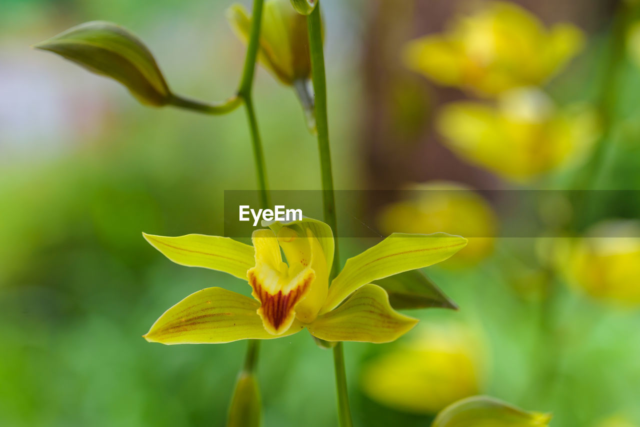 Close-up of yellow flowering plant