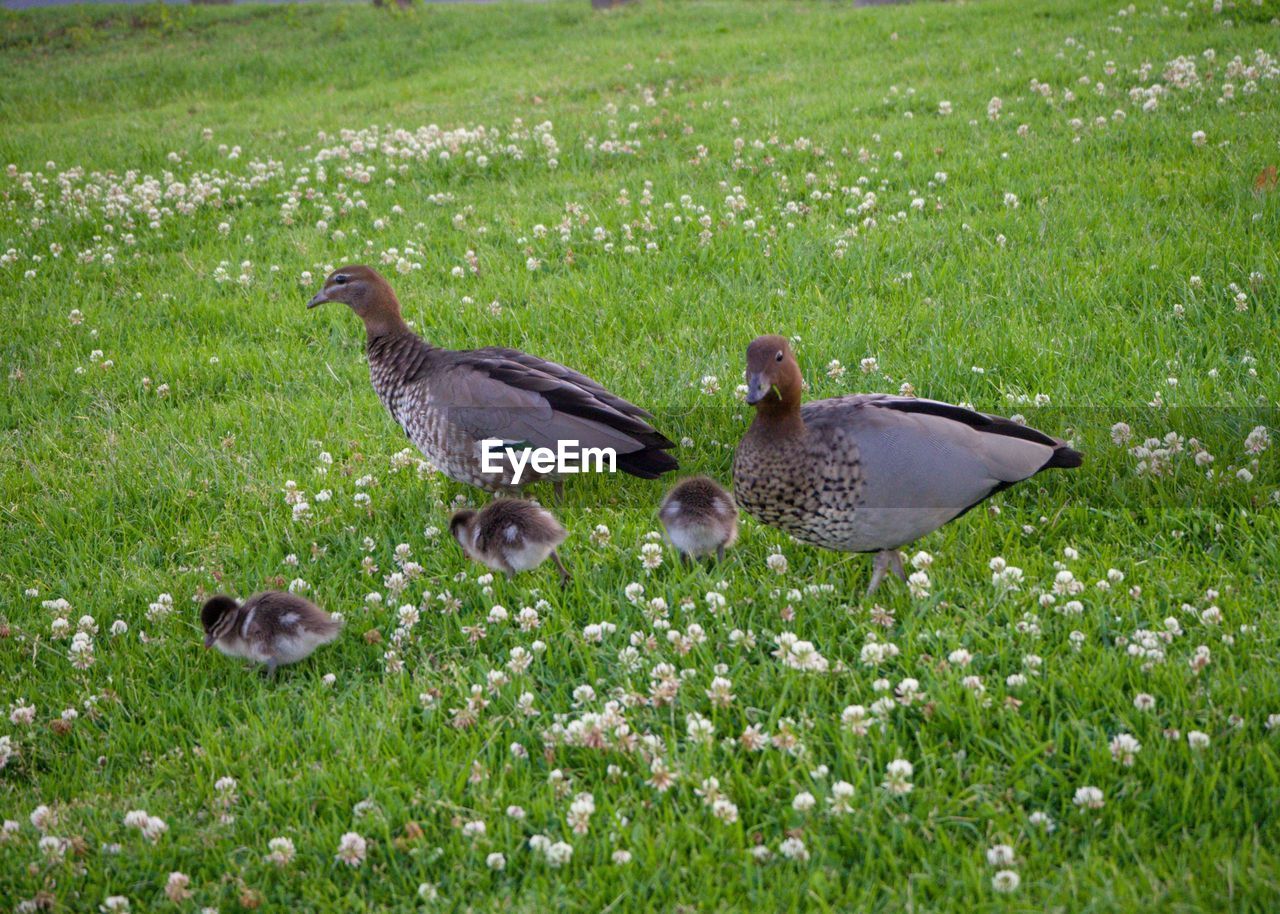 BIRD ON A FIELD