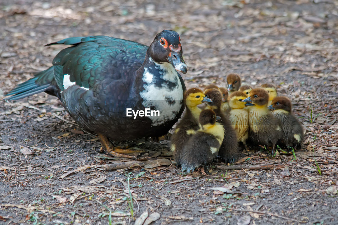 close-up of duck on field