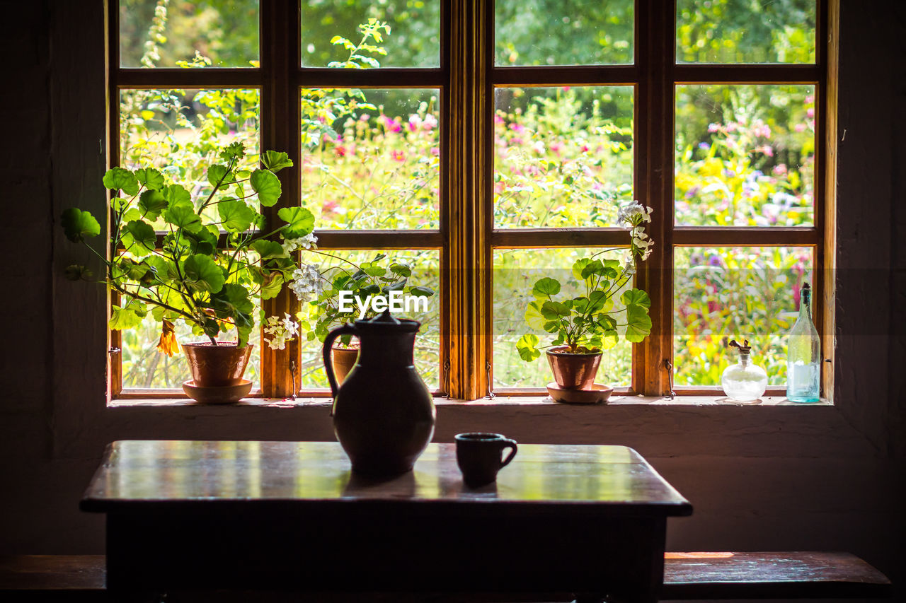 Pot plants on window sill