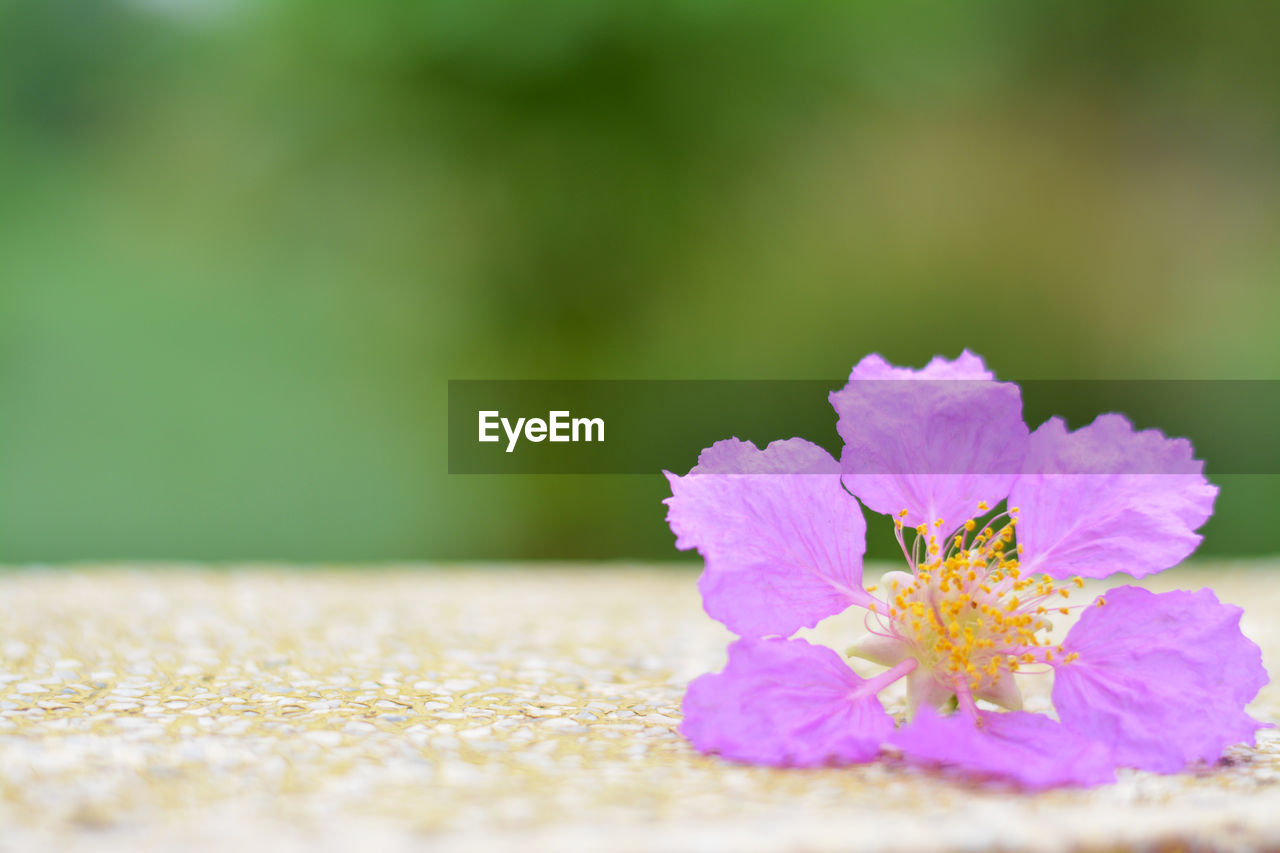 Close-up of pink flowering plant on field